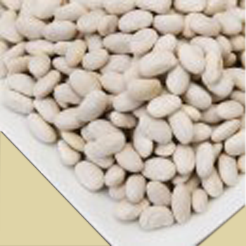 Great Northern Beans (25 Pounds) - Click Image to Close